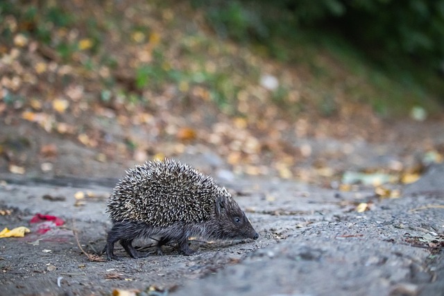 赛中的出色 赛中的出色